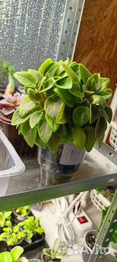 Фиалка мини трейлер