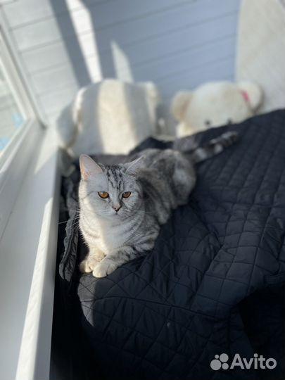 Британская кошка бесплатно