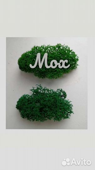 Стабилизированный мох