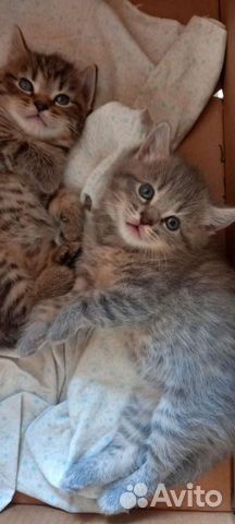 Персидский (метис) от домашней кошки перс-экзот объявление продам