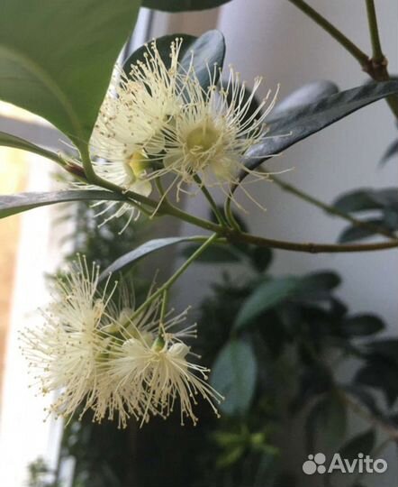 Лилли Пилли