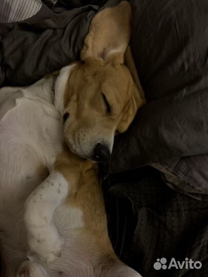 Бигль вязка