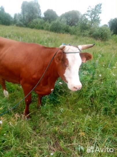 Корова дойная