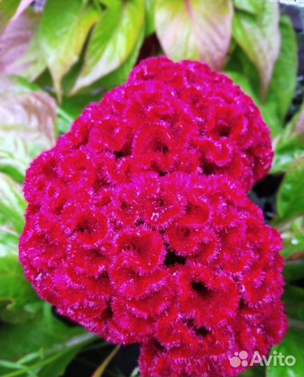 Гелихризум, целозия,цинерария