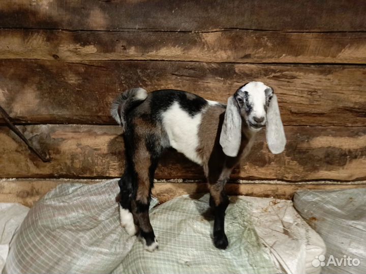 Козы дойные