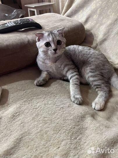 Кошка. Породистая. найдена в Ставрополе чья