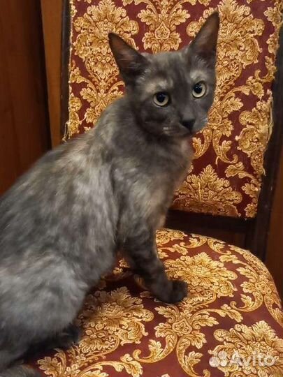 Кошки