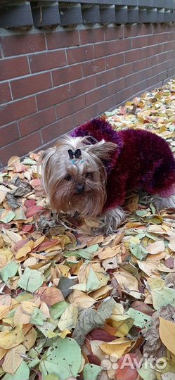 Одежда для маленькой собачки