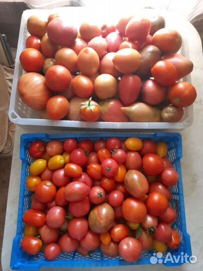 Помидоры свежие