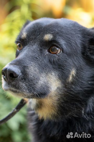 Собака ищет добрых людей