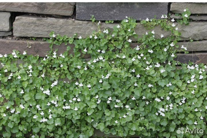 Цимбалярия постенная белая