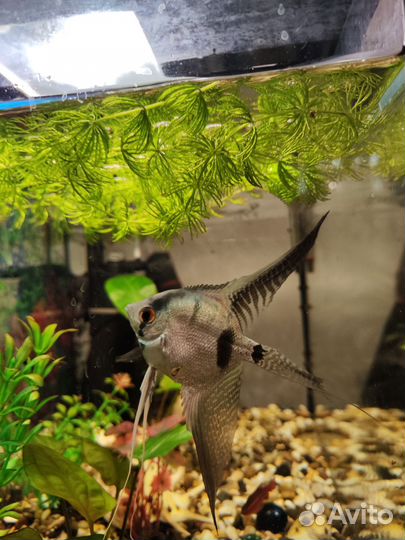 Отдам в добрые руки