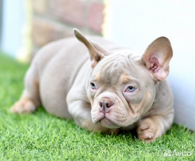 Экзотик Булли