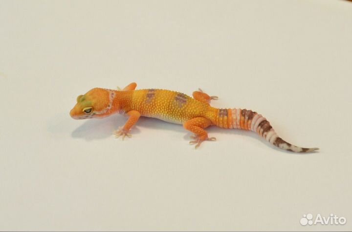 Пятнистый эублефар