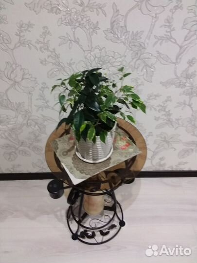 Фикус бенджамина пестролистный и зеленый