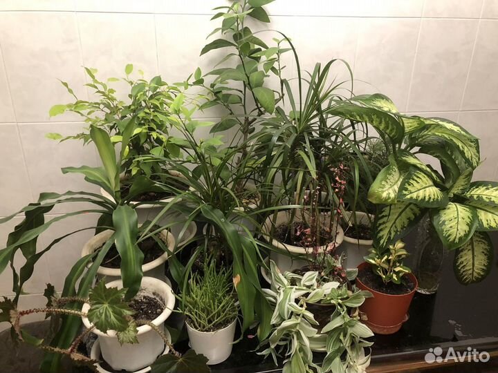Комнатные растения