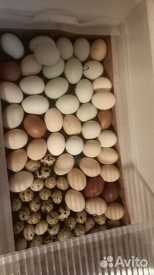 Инкубационное яйцо