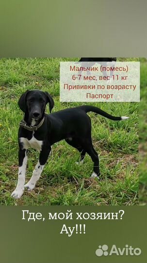 Собака в добрые руки, щенки