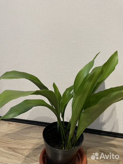 Аспидистра