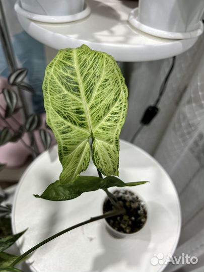 Комнатные растения цветы