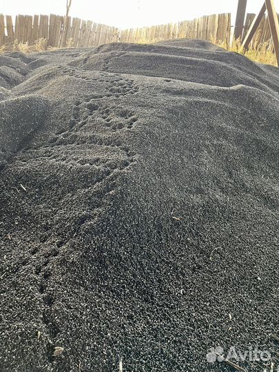 Семена подсолнечника сортовой
