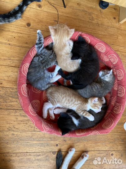 Котята в добрые руки 1 месяц