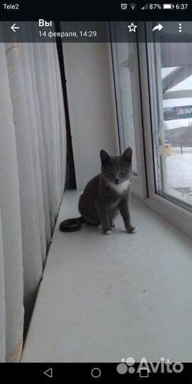 Отдам в добрые руки маленькую кошечку