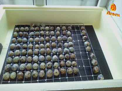 Инкубационное яйцо перепелов в наличии, Зеленогорск