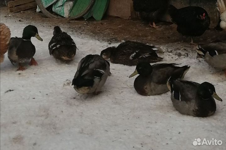 Селезень дикой утки