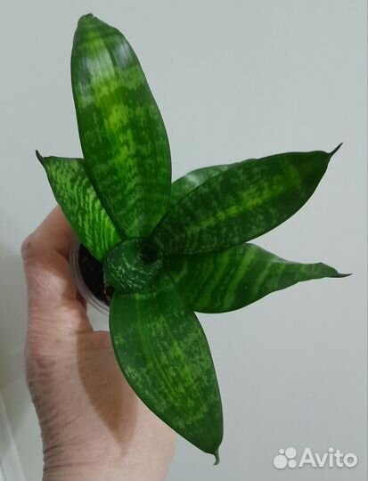 Сансевиерия ханни медиопикта