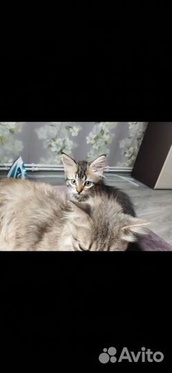 Котята в добрые руки приучены к лотку