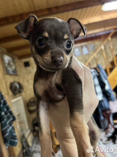 Мини той-терьер