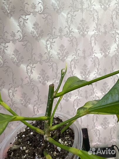 Промежуток кротон тамара