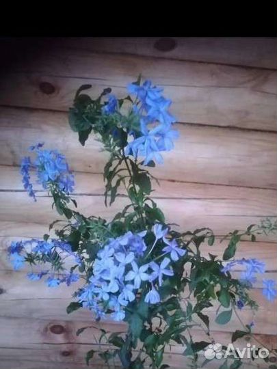 Плюмбаго свинчатка