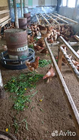 Домашние куриные яйца