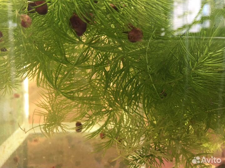 Водоросли для аквариума