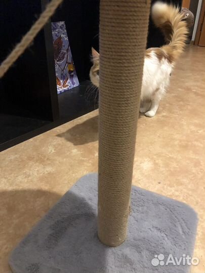 Когтеточка для кошек новая