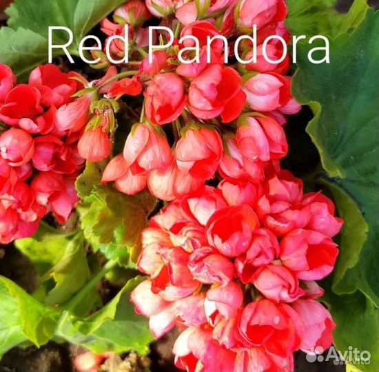 Пеларгония герань