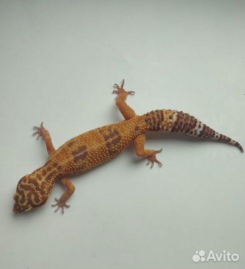 Пятнистый эублефар, леопардовый геккон, самка