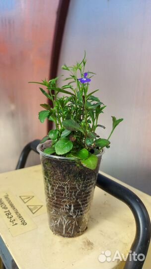 Лобелия, цинерария