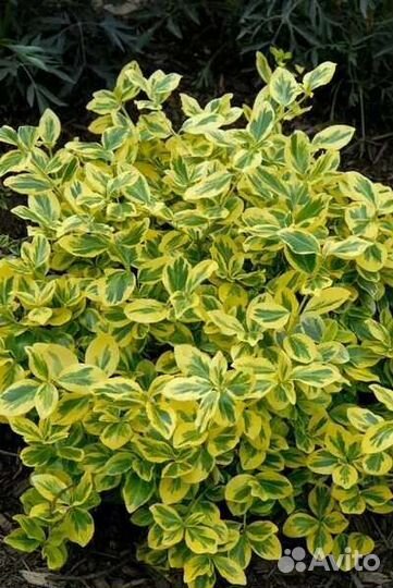 Бересклет форчуна