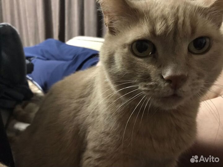 Отдам кота в добрые руки