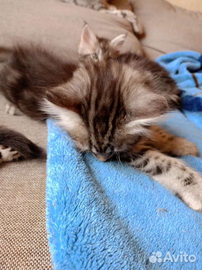 Продажа котят