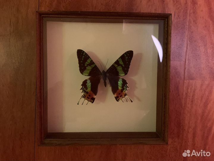 Бабочка Мадакоскар