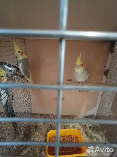 Попугаи. Белая безщëкая