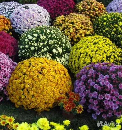 Хризантема мультифлора