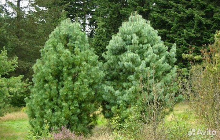 Кедр Корейский - двухлетние саженцы