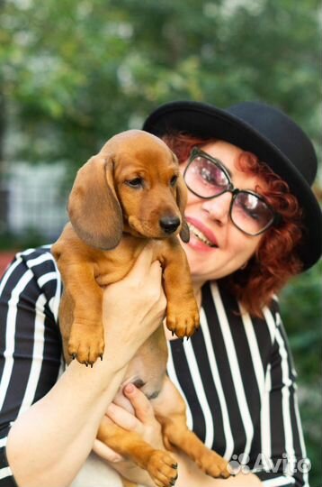 Щенки стандартной Таксы