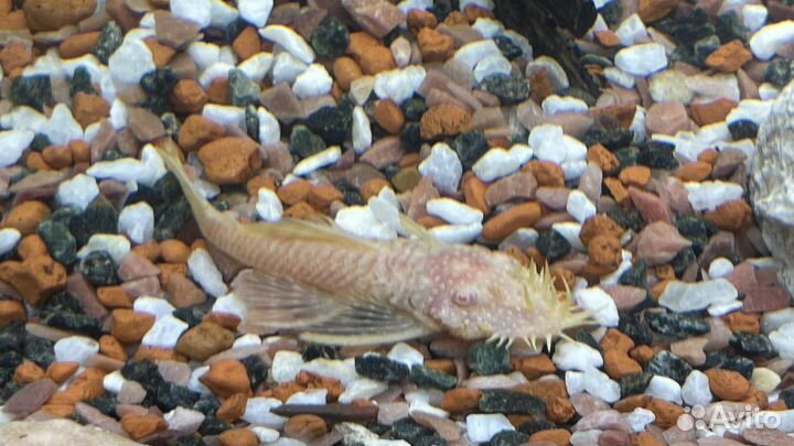 Анциструс золотой/альбинос, сом - аквариумная рыба