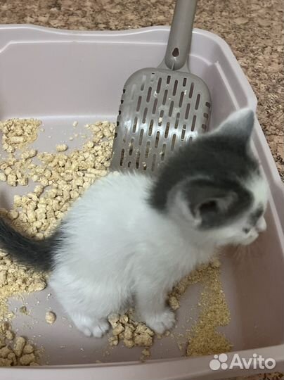 Котенок мальчик 1 месяц